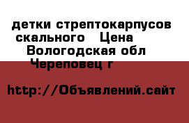  детки стрептокарпусов скального › Цена ­ 50 - Вологодская обл., Череповец г.  »    